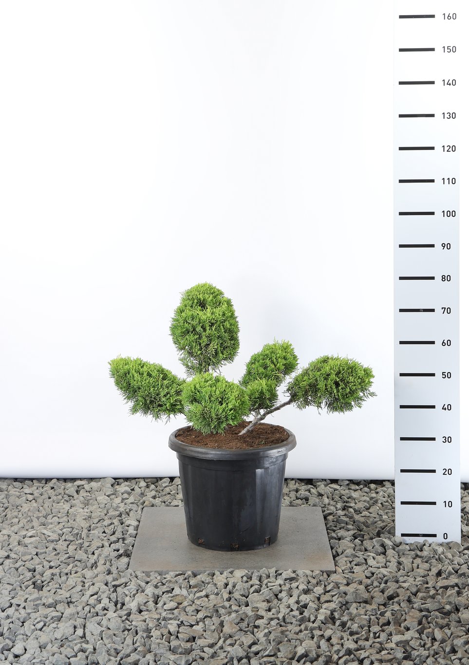 Juniperus pf. 'Old Gold' - 60-80 CM Multiplateau EXTRA in Cont.